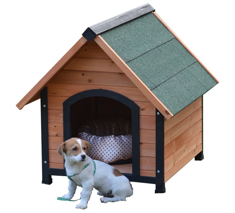 dog resting outdoor dog resting outdoor