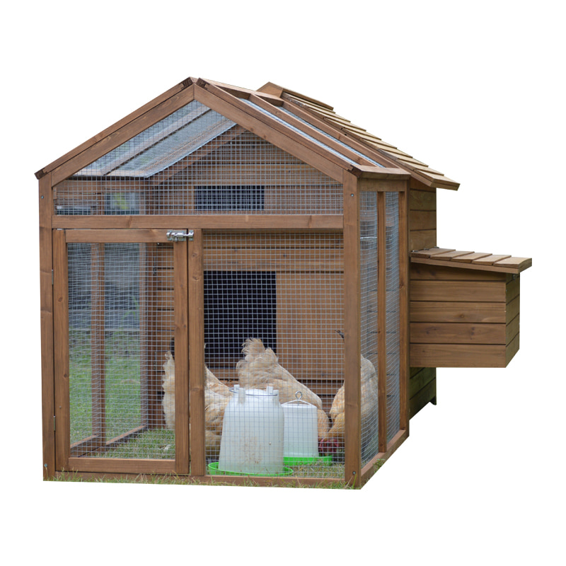 Backyard chicken coop
