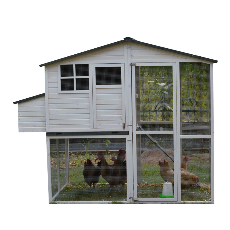 Secure Backyard Chicken coop Enclosure For Laying Hens